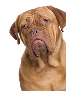 Dogue de Bordeaux (2 yıl)