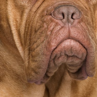 Dogue de Bordeaux (2 yıl)