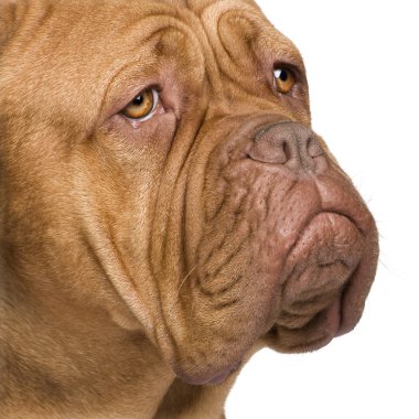 Dogue de Bordeaux (2 yıl)