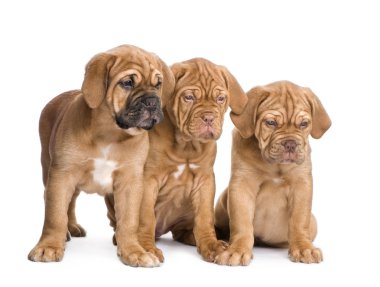 Dogue de Bordeaux köpek yavrusu (2 ay)