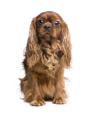 Cavalier King Charles (6 yıl)