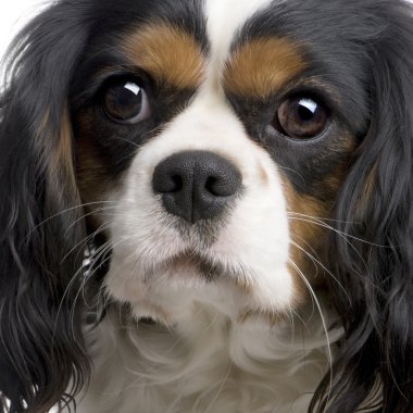 Cavalier King Charles (2 yıl)