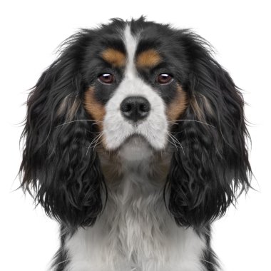 Cavalier King Charles puppy (10 months) (Digital enhancement) clipart