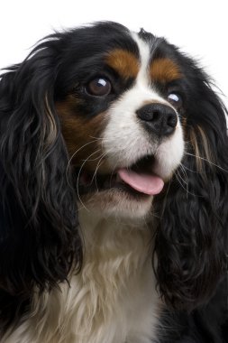 Cavalier King Charles (10 ay)