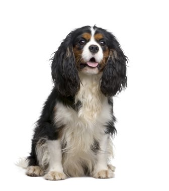 Cavalier King Charles (10 ay)