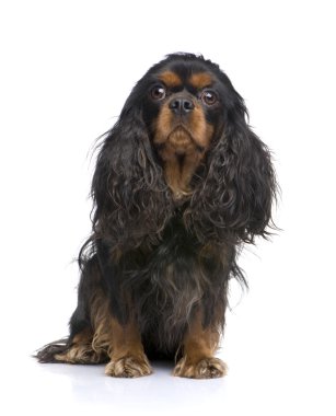 Cavalier King Charles (3 yıl)