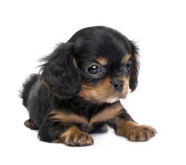 Cavalier King Charles köpek yavrusu (7 hafta)