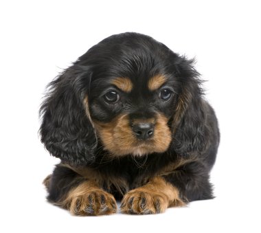 Cavalier King Charles köpek yavrusu (7 hafta)