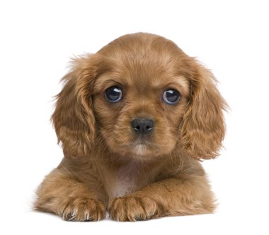 Cavalier King Charles köpek yavrusu (7 hafta)