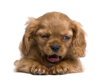 Cavalier King Charles puppy (7 weeks) clipart