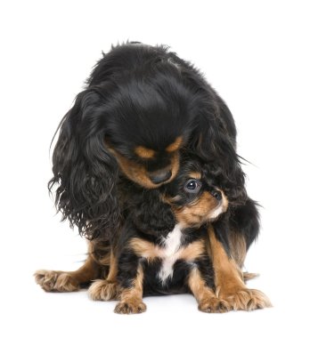 Cavalier King Charles ()