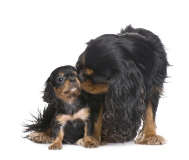 Mother Cavalier King Charles and her puppy clipart