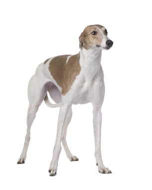 Greyhound (15 ay)