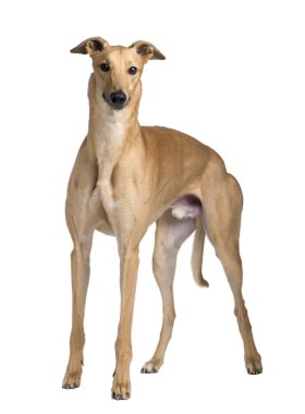 Greyhound (17 ay)