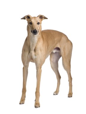Greyhound (17 ay)