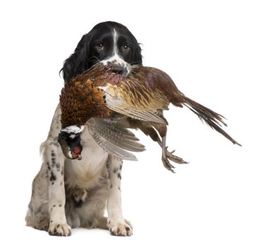 English Springer Spaniel hunting (1 year) clipart