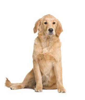 Golden Retriever yavrusu (5 ay)