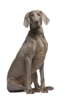 Weimaraner (2 years) clipart