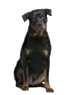 Rottweiler (4 yıl)