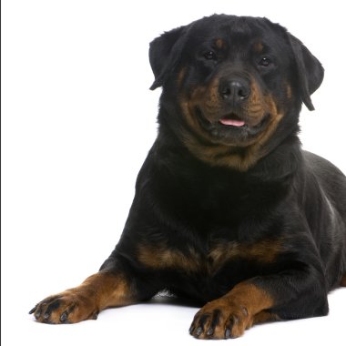 Rottweiler (3 years) clipart