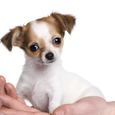 Chihuahua puppy in a hand (3 moths) clipart