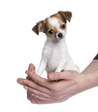 Chihuahua (3 moths) clipart