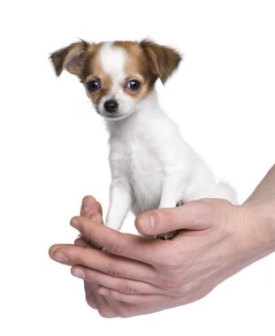 Chihuahua (3 months) clipart