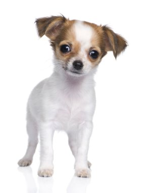 Chihuahua puppy (3 moths) clipart