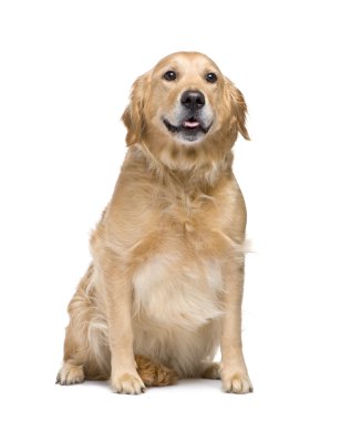 Golden Retriever (5 years) clipart