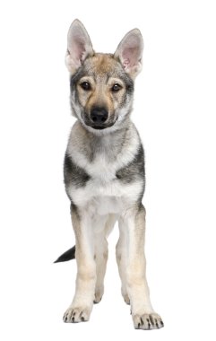 Czechoslovakian Wolfdog puppy (3 months) clipart