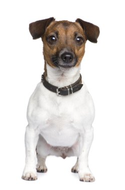 Jack Russell (4 yıl)