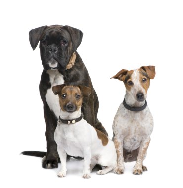 Group of three dogs Boxer, Jack russell and a crossbreed clipart
