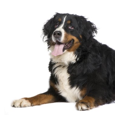 Bernese dağ köpeği (5 yıl)