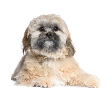 Shih Tzu (8 ay)