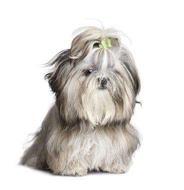 Shih Tzu (9 ay)