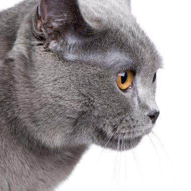 Chartreux (18 ay)