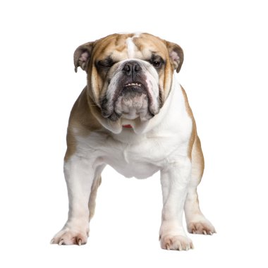 İngilizce Bulldog (3 yıl)