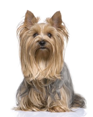 Yorkshire Terrier (5 years) clipart