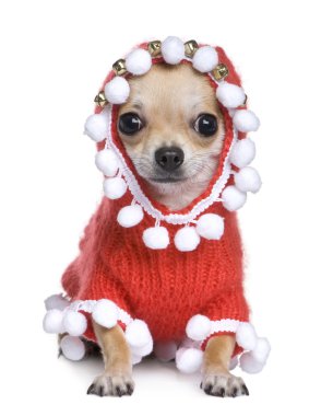 Chihuahua dressed as father crhistmas clipart