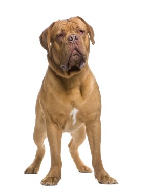 Dogue de Bordeaux (13 ay)