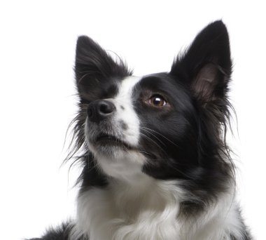 Border Collie (4 years) clipart