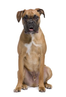 Boxer clipart