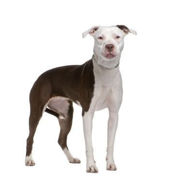 American staffordshire terrier in front of a white background clipart