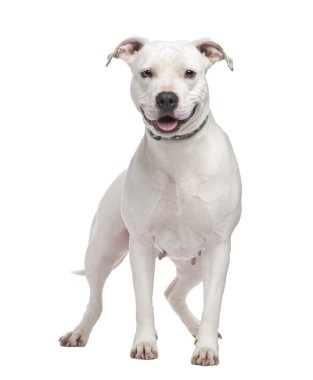 American Staffordshire terrier (4 years) in front of a white background clipart