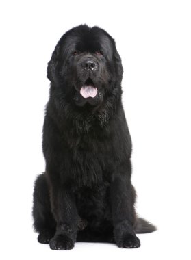 Newfoundland (3.5 years) clipart