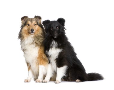 Couple of shelties clipart