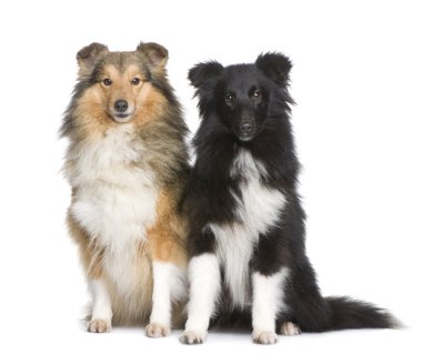 Couple of shelties clipart