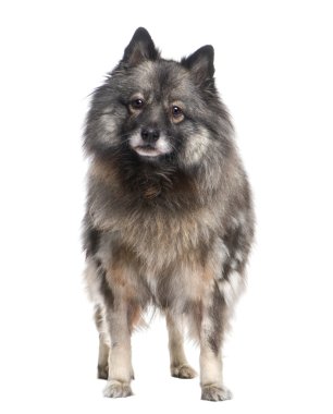Keeshond (9 years) clipart