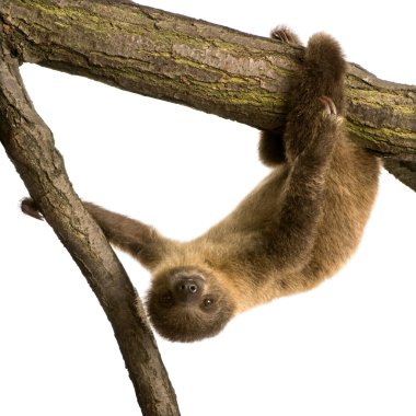 Baby Two-toed sloth (4 months) - Choloepus didactylus clipart