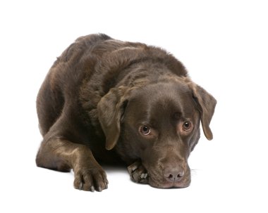 Labrador (7 yıl)